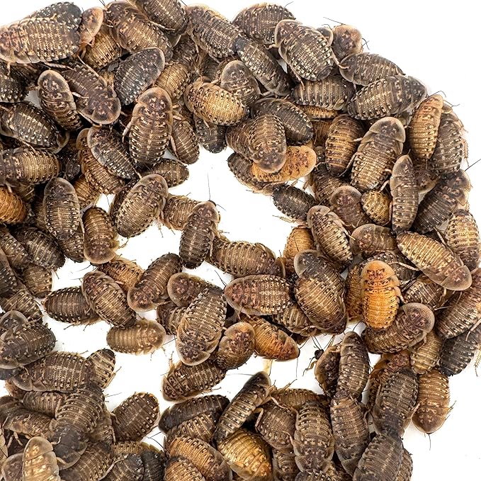 Dubi Deli Dubia Roaches – Food for Reptiles, Tarantulas, Bearded Dragons, Geckos, and Insect-Eating Pets – High Protein, Easy to Digest, Healthier Alternative to Crickets (1", 100 Count)