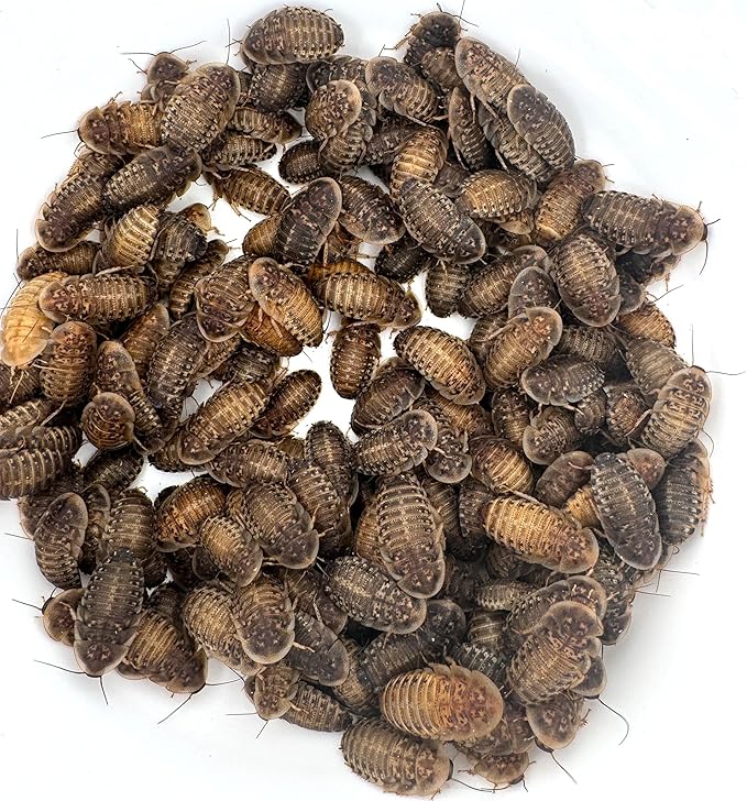 Dubi Deli Dubia Roaches – Food for Reptiles, Tarantulas, Bearded Dragons, Geckos, and Insect-Eating Pets – High Protein, Easy to Digest, Healthier Alternative to Crickets (7/8", 200 Count)