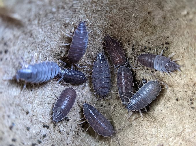Ordinary Feed Co. Live Powder Blue (Porcellionides pruinosus) Isopod - Cleanup Crew, Reptile & Amphibian Food (10 Count)