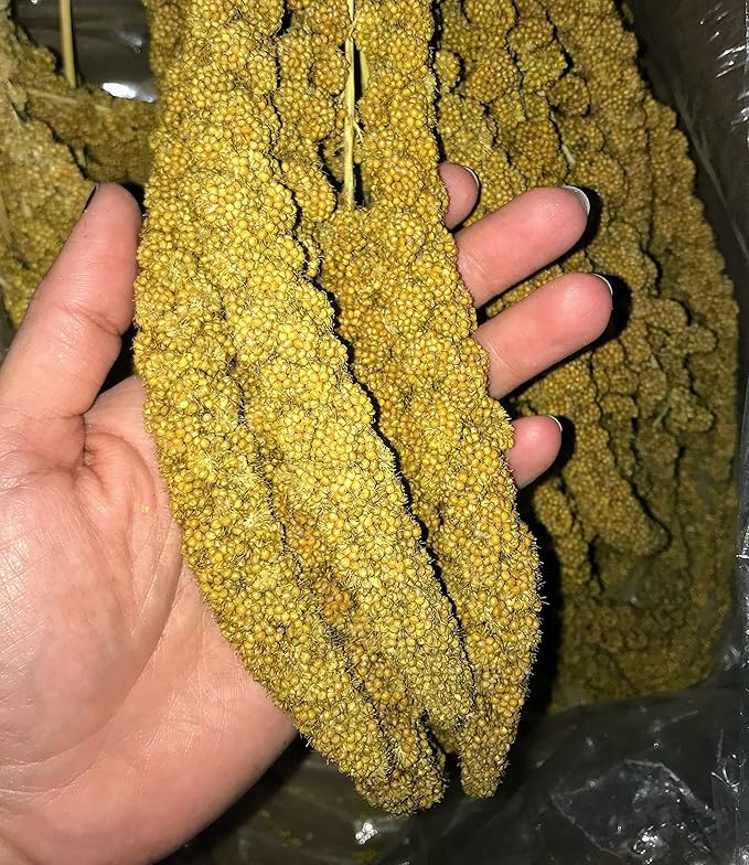 25lbs Economy & Special Spray Millet for Birds – GMO-Free, No Stems (Only Edible Tops) – 100% Natural Sun-Dried Foraging Treat for Cockatiels, Lovebirds, Parakeets, Finches & Canaries