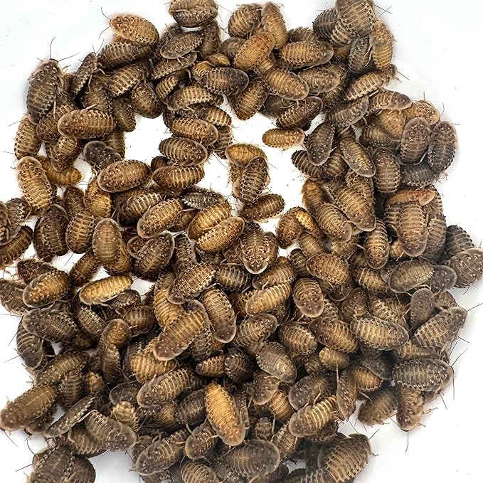 Dubi Deli Dubia Roaches – Food for Reptiles, Tarantulas, Bearded Dragons, Geckos, and Insect-Eating Pets – High Protein, Easy to Digest, Healthier Alternative to Crickets (5/8", 300 Count)
