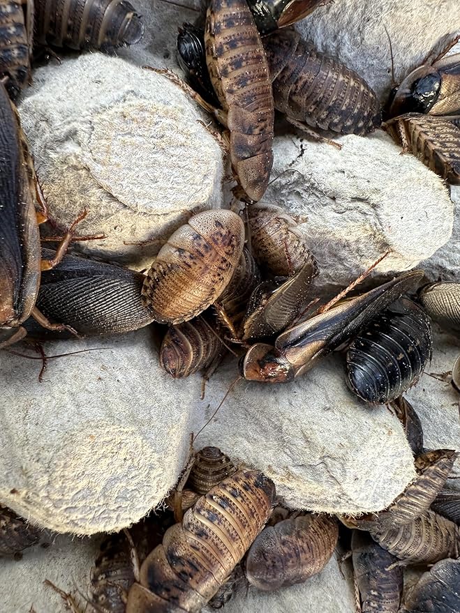 Mixed Sized Live Dubia Roaches 50 Ct | Sizes 1/4 inch, 1/2 inch, 1 inch |Reptile Food Live Arrival | Includes Dubia Roach Chow