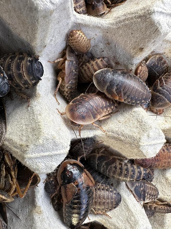 Mixed Sized Live Dubia Roaches 50 Ct | Sizes 1/4 inch, 1/2 inch, 1 inch |Reptile Food Live Arrival | Includes Dubia Roach Chow