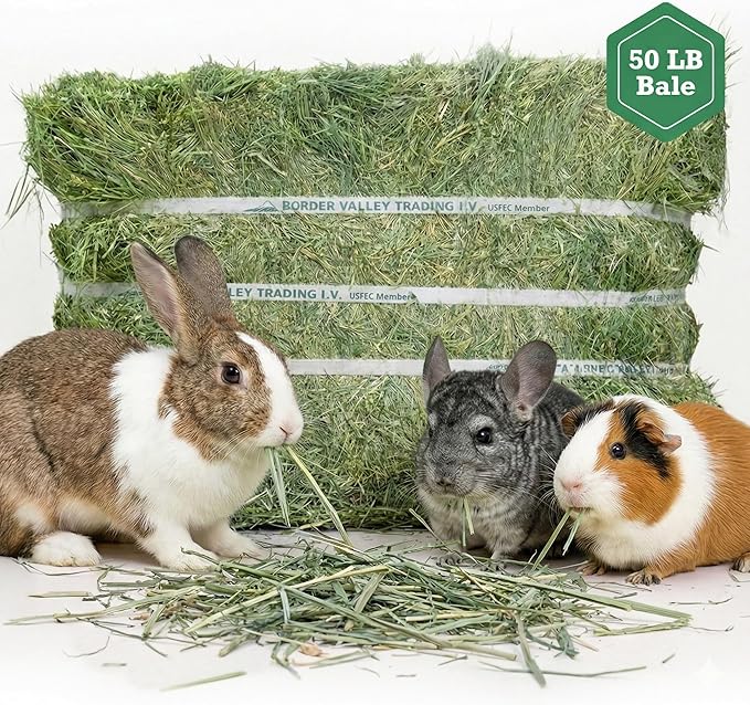 Border Valley Timothy Hay Bale in Bag, 50 lb - High Fiber Grass Hay for Rabbits, Guinea Pigs, Chinchillas, Tortoises, Horses and Livestock - Classic Coarse Grass Hay, Farm-to-Home Freshness