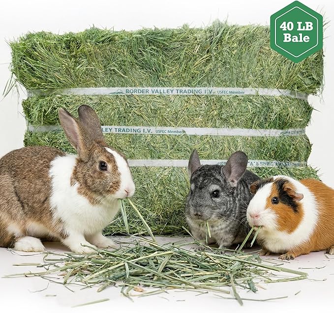 Border Valley Teff Grass Hay Bales, 40 lb - Soft Fine Stem Hay for Rabbits, Guinea Pigs, Chinchillas, Tortoises, Horses and Livestock - High Fiber Grass Bales, Farm-to-Home Freshness