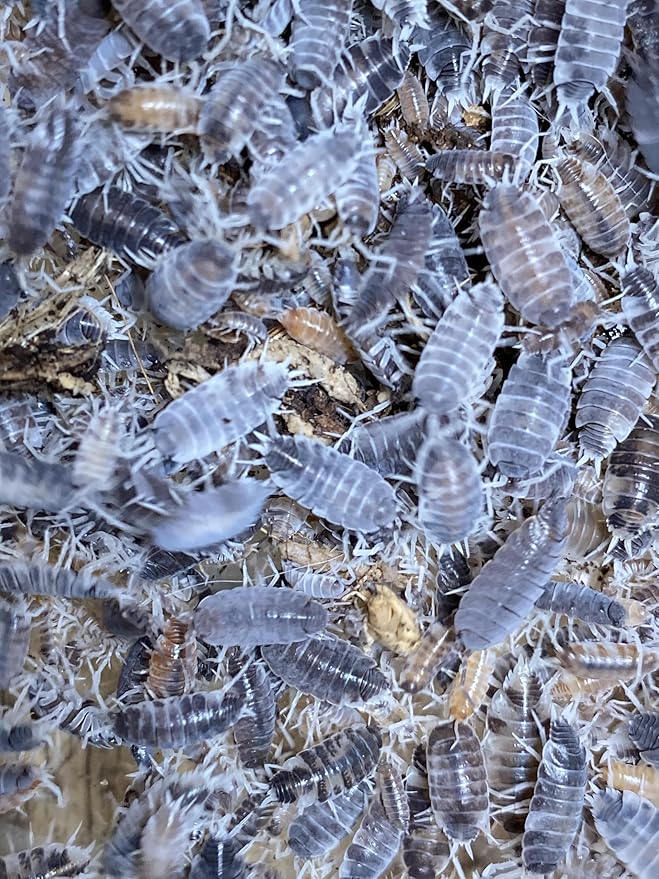 Pocket Pets 30 Powdered Cookie Crumble Isopod Clean Up Crew for Reptile and Amphibian Food Order only if Your 5 Day Forecast temperatures are Between 20 and 95 Degrees