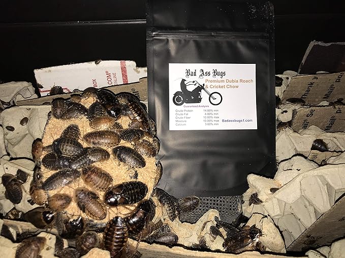 Large Live Dubia Roaches 200 ct (1"-2") | Reptile Food Live Arrival | Includes Insect Food