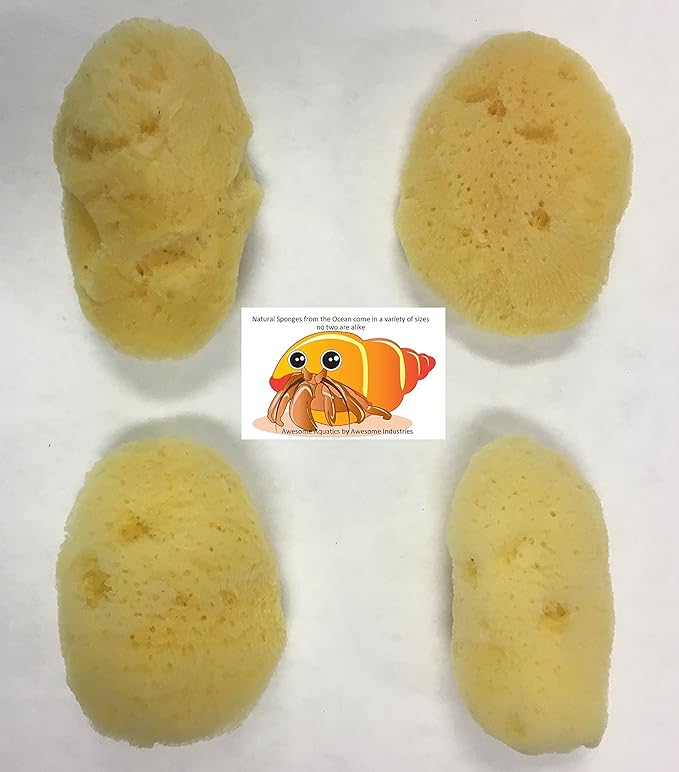 Awesome Aquatic Natural Hermit Crab Sponges 4 Pack Natural Sea Sponge Maintains Providing Humidity Helps with Drinking Water Safety Provides Minerals and Nutrients(Regular 4 pk)