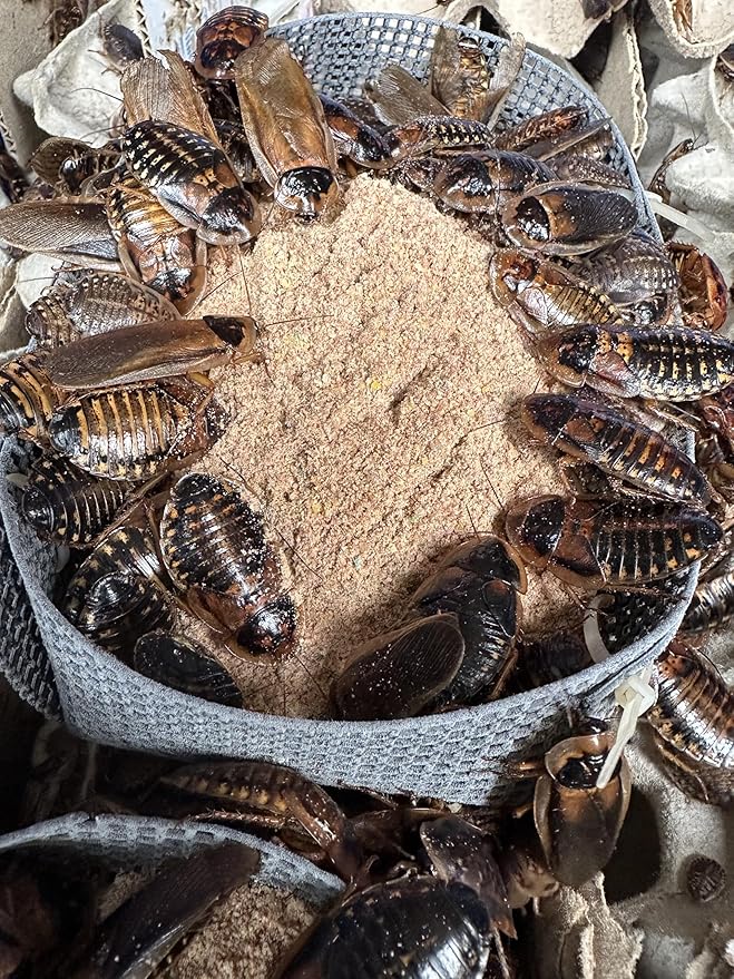 BadAssBugs™ 3LB Dubia Roach Chow Wild Berry