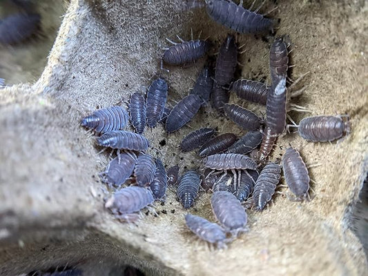 Ordinary Feed Co. Live Powder Blue (Porcellionides pruinosus) Isopod - Cleanup Crew, Reptile & Amphibian Food (10 Count)