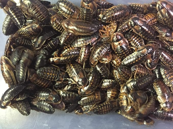 Adult Dubia Roaches 20 Females and 10 Males 30 ct