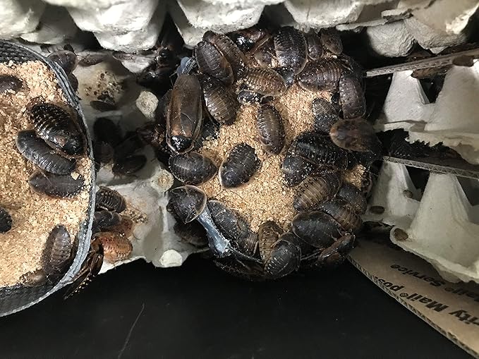 1LB Dubia Roach Chow Wild Berry