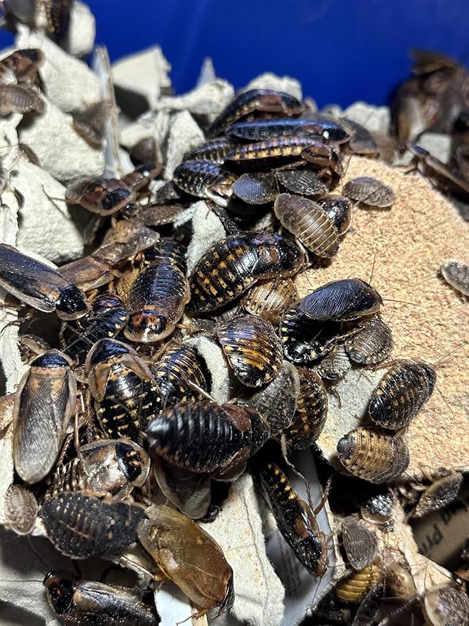 BadAssBugs™ 3LB Dubia Roach Chow Wild Berry
