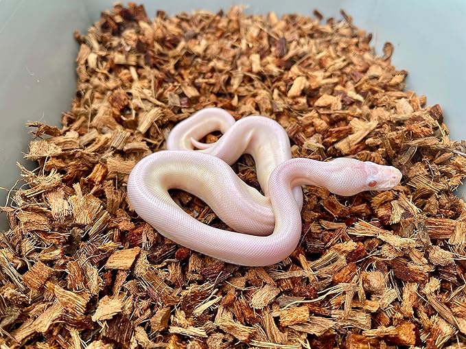 BabiChip Coconut Chip Substrate for Reptiles 2 Pack of 12 Quart Loose Small Sized Coco Husk Chip Bedding for Ball Pythons, Snakes, Tortoises, Geckos, Frogs, or Lizard Terrarium Tanks