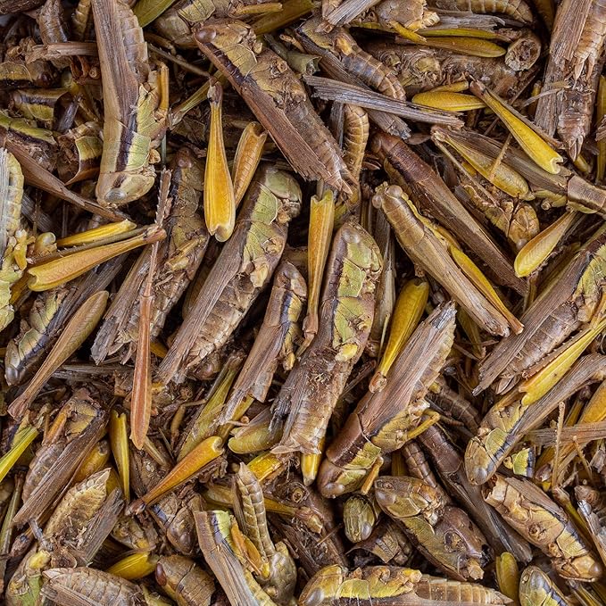 Healthy Herp Dragon Treat Grasshoppers - All Natural, Nutritious Turtle Food, Bearded Dragon Tank Accessories - for Bearded Dragons, Box Turtles, Aquatic Turtles - 0.56 oz (16g)