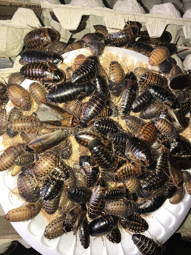 1LB Dubia Roach Chow Wild Berry