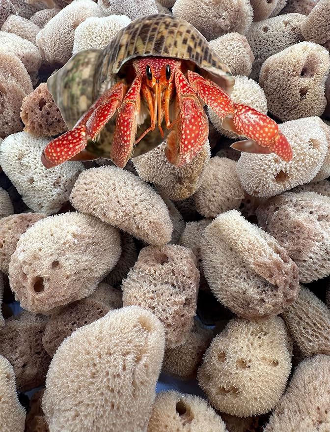 Awesome Aquatic Unbleached Natural Hermit Crab Sponges 5 Pack Natural Sea Sponge Maintains Humidity Drinking Water Safety Provides Nutrients (Unbleached 5 Pk)