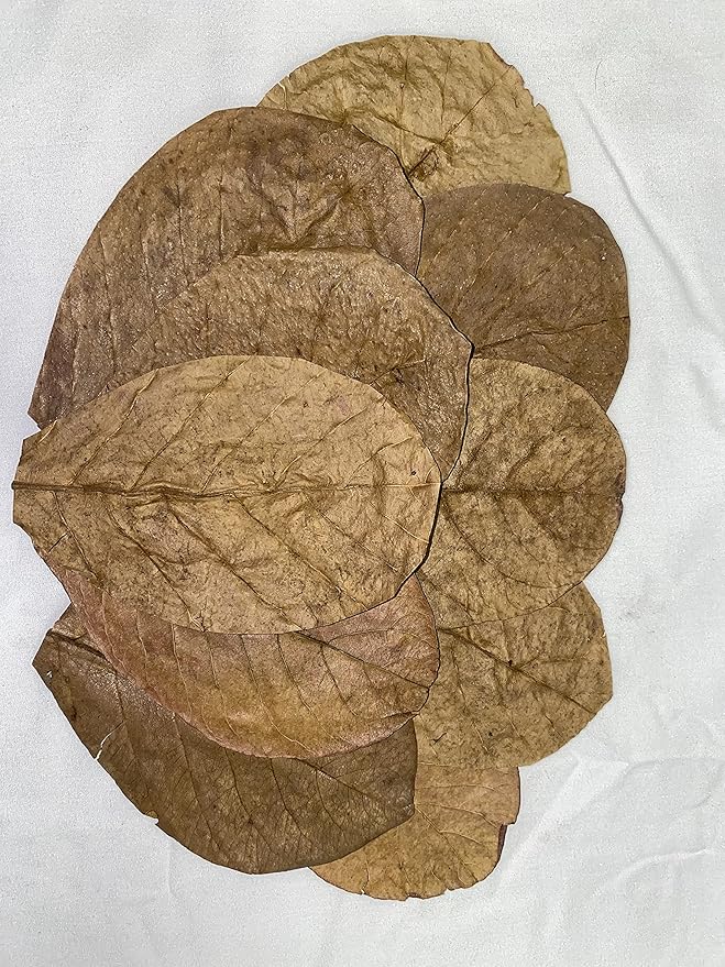 Awesome Aquatic Hermit Crab Catappa Large Indian Almond Leaves 10 7” - 9” Natural Leaf Litter Provides Humidity, Crab Treat with Cellulose, Promotes Breeding, Natural Hiding Spots, Easy to Use