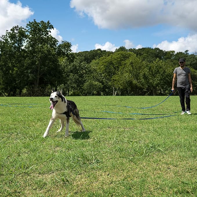 Hi Kiss Dog/Puppy Obedience Recall Training Agility Lead - 15ft 20ft 30ft 50ft 100ft Training Leash - Great for Training, Play, Camping, or Backyard (100 Feet, Green)