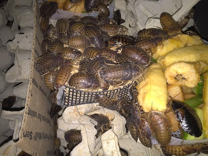 Large Live Dubia Roaches 50 ct (1" or 2") | Reptile Food Live Arrival | Includes Insect Food