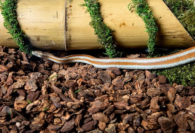 Galapagos (05026) Jurassic Fir Bark® 100% Douglas Fir High Absorbency Reptile Bedding, Ideal for Snakes, Geckos, & Tropical Terrariums, 24QT