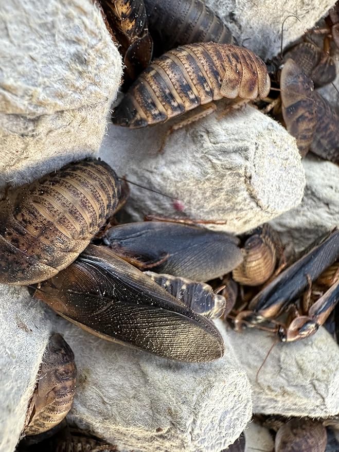 Mixed Sized Live Dubia Roaches 50 Ct | Sizes 1/4 inch, 1/2 inch, 1 inch |Reptile Food Live Arrival | Includes Dubia Roach Chow