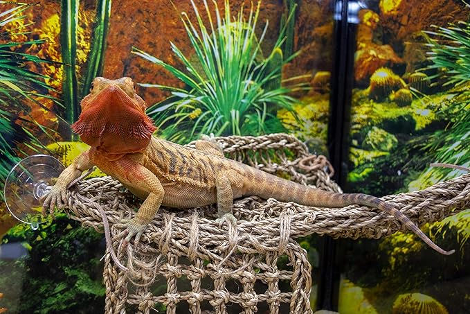 Penn-Plax Reptology Lizard Lounger Corner Triangle with Ladder– 100% Natural Seagrass Fiber – Great for Bearded Dragons, Anoles, Geckos, and Other Reptiles – Large