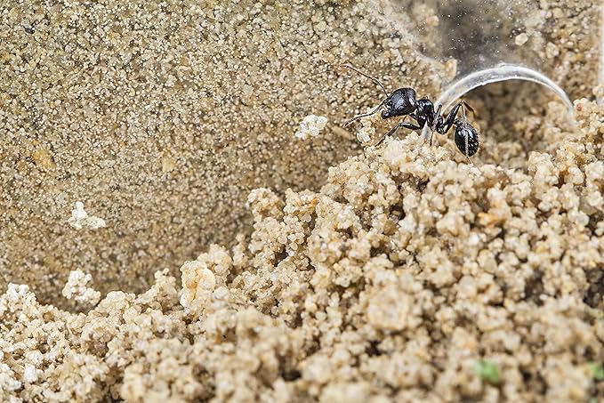 Anthouse.ES - Natural Sand Ant Farm - Acrylic Starter Kit 20x10x10 cm - Sand, Pipette, and Water Dispenser Included - Easy Installation