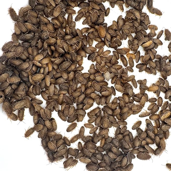 Dubia Roaches – Food for Reptiles, Tarantulas, Bearded Dragons, Geckos, and Insect-Eating Pets – High Protein, Easy to Digest, Healthier Alternative to Crickets (1/4", 500 Count)