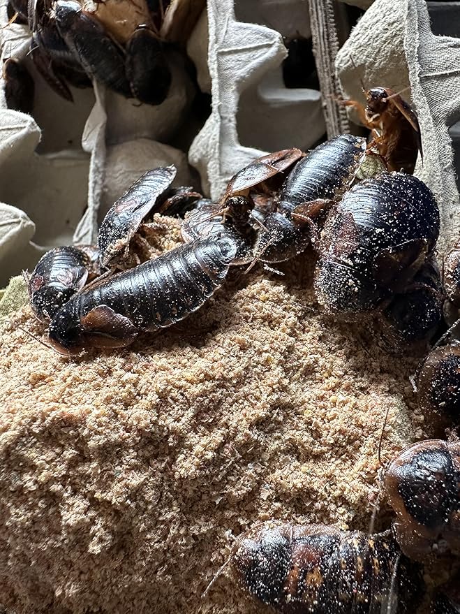 BadAssBugs™ 3LB Dubia Roach Chow Wild Berry