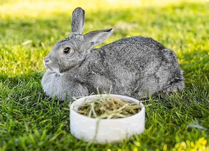 Standlee Western Alfalfa Hay Small Animal Food for Rabbits, Guinea Pigs, and Chinchillas, 12 lb. Box