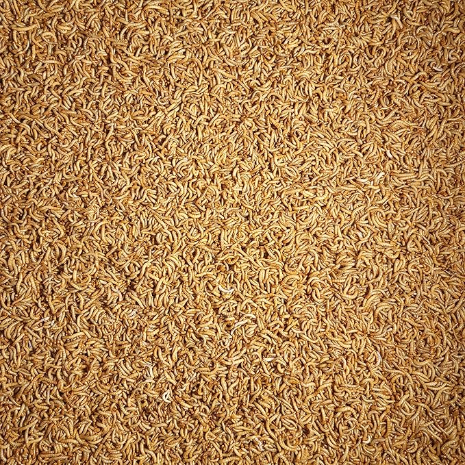 Predator Foods Bulk Live Mealworms- Large ~.75"-1" - 1,500-20,000 Count (4,000 Count)