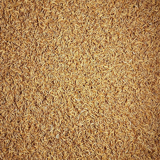 Predator Foods Bulk Live Mealworms- Large ~.75"-1" - 1,500-20,000 Count (4,000 Count)